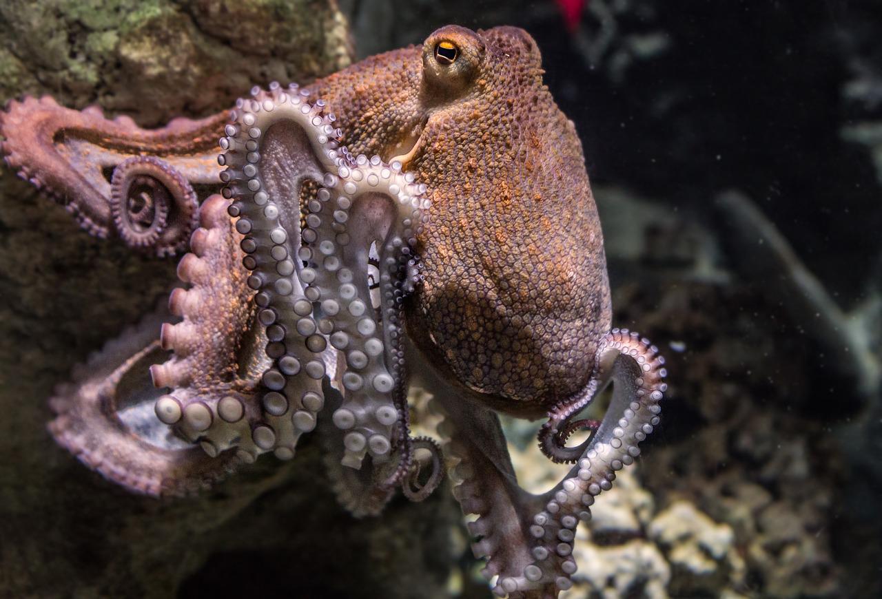 Il polpo: una creatura evoluta ed intelligente dalle mille curiosità