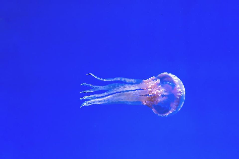 Cosa fare in caso di contatto con una medusa?