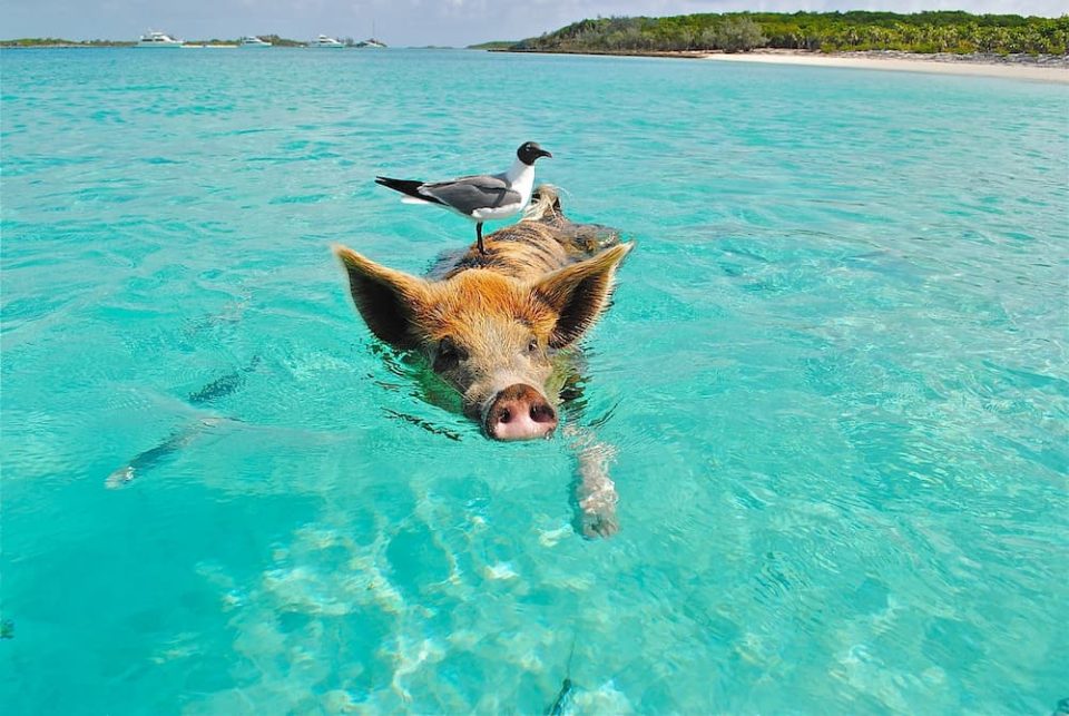 Maiali nuotatori alle Bahamas: come sono arrivati?